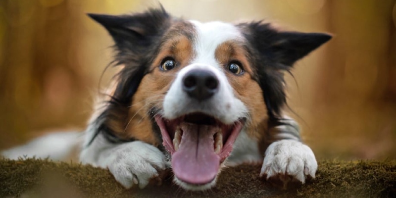 Ý nghĩa khi mơ thấy chó theo màu sắc là gì?